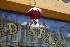 hummingbirds at a feeder