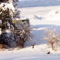 robins among the barberry bushes