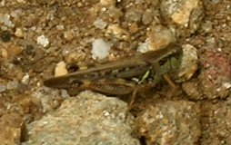 grasshopper