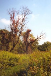 picturesque parasite-choked tree by a meadow